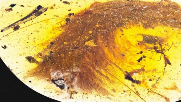 This image released by the Royal Saskatchewan Museum in Canada shows a dinosaur tail complete with its feathers trapped in a piece of amber. Royal Saskatchewan Museum (RSM/ R.C. McKellar)/AFP/Getty Images