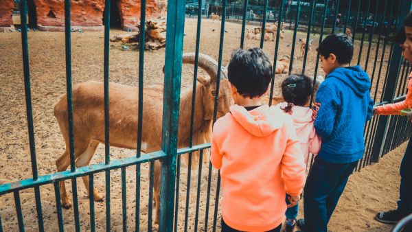 kids playing and feeding barbary sheep at giza zoo. (Shutterstock/ File Photo)