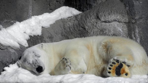 Animal hibernate (Shutterstock)	