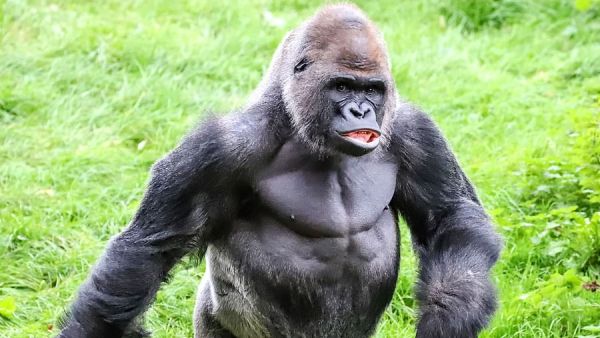 All the moves: N'Dowe is Western Lowland Gorilla at Paignton Zoo in Devon and is seen strutting his stuff through the enclosure. (Caters news agency)