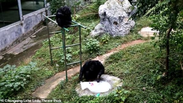He lays the T-shirt on the edge of the rock before repeating the steps and washing it again. (Lehe Ledu Theme Park in Chongqing)