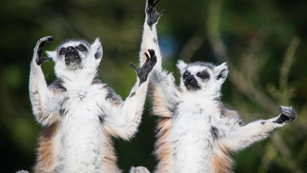 Eight-year-old Amelia Jane Balls, from Norfolk, scooped the top prize with her photograph entitled Lemurs Doing Yoga. Amelia was fascinated by their poses and thought they looked like they were doing yoga. (Amelia Jane Balls)