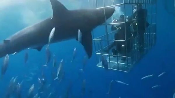 This is the moment a great white shark lunges at four divers in a cage in waters off Guadalupe Island, in the north-western Mexican state of Baja California. (Video Screenshot)