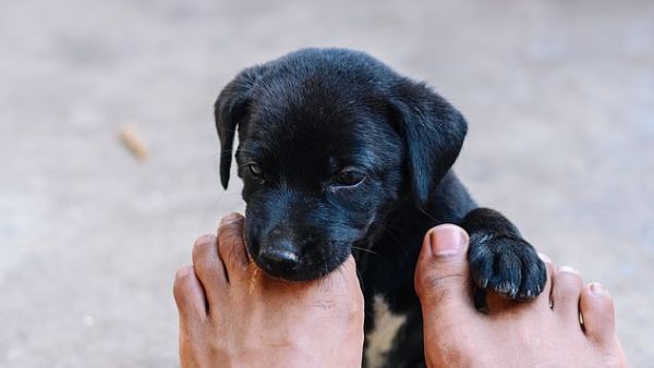 (Shutterstock/ File Photo)