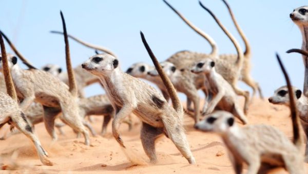 Meerkats (Twitter)