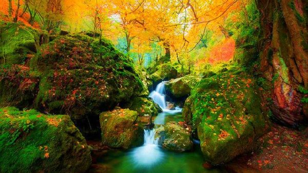 Hyrcanian Forest Iran (Twitter)