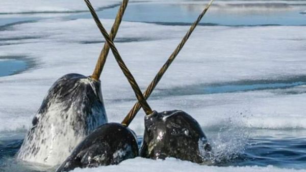 Narwhals  (Twitter)