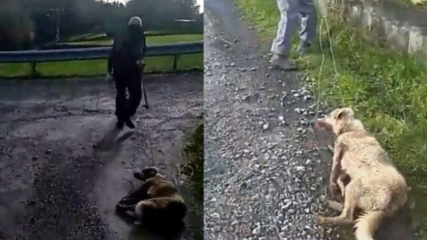 A hunter was filmed dragging a new mother dog - which had just given birth to six puppies - along the ground by a rope after reportedly shooting her. (CEN/ Daily Mail)