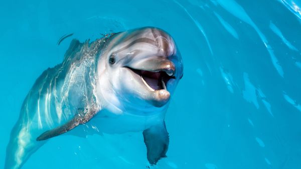 (Shutterstock/ File Photo)