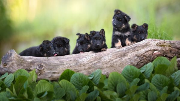 (Shutterstock)	