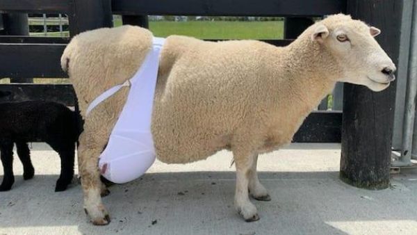 Sheep wears human bra (Twitter)