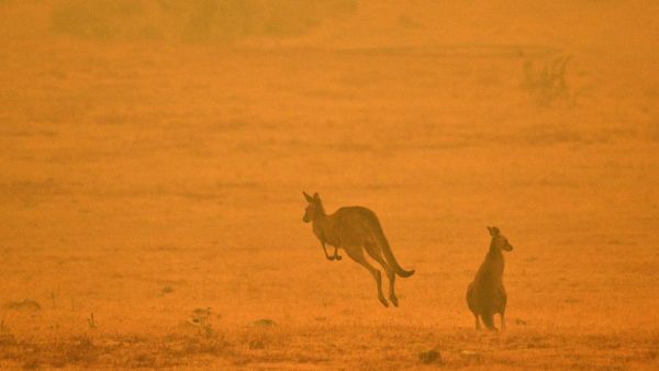 A kangaroo jumps in a field amidst smoke from a bushfire in Snowy Valley on the outskirts of Cooma on January 4, 2020. Up to 3,000 military reservists were called up to tackle Australia's relentless bushfire crisis on January 4, as tens of thousands of residents fled their homes amid catastrophic conditions. SAEED KHAN / AFP
