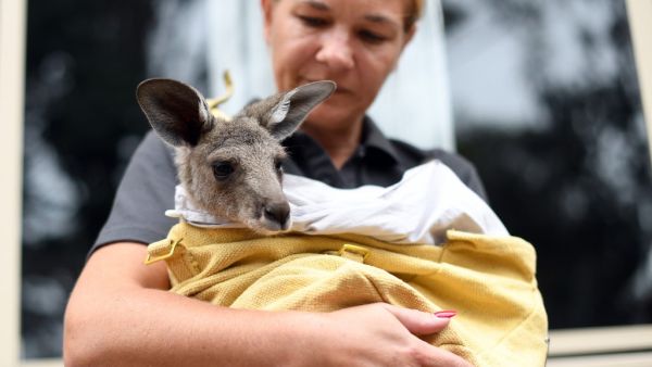 This photo taken on January 9, 2020 shows volunteer Sarah Price of wildlife rescue group WIRES, who are working to save and rehabilitate animals from the months-long bushfire disaster, taking care of a rescued kangaroo at her house on the outskirts of Sydney. (AFP/ File Photo)