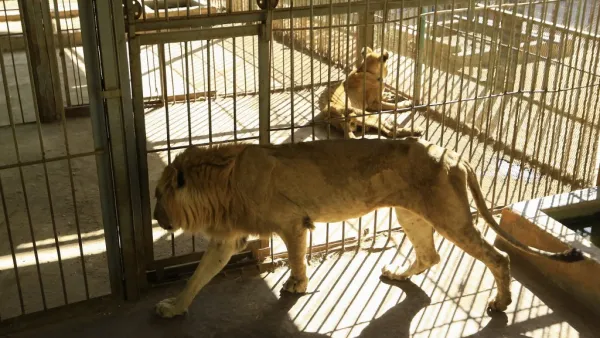 Malnourished lion and lioness rest in its cages after receiving treatment at al-Qureshi park in the Sudanese capital Khartoum on January 23, 2020. ASHRAF SHAZLY / AFP