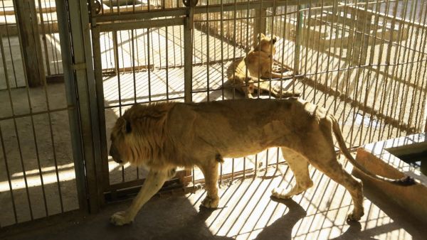 Malnourished lion and lioness rest in its cages after receiving treatment at al-Qureshi park in the Sudanese capital Khartoum on January 23, 2020. ASHRAF SHAZLY / AFP