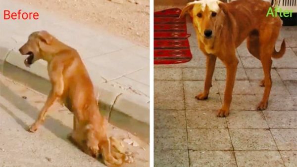 Sammak said that he went to the location where he found the dog in very bad condition. (Social Media)