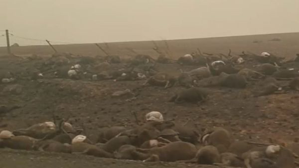 The burnt bodies of hundreds of animals line the road into the small town of Batlow, New South Wales, which was one of the worst hit areas by bushfires overnight (Instagram)