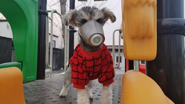 Chinese pet owners are flocking to buy face masks to protect their dogs from the deadly novel coronavirus, which has killed at least 170 people in the country and infected 7,903 worldwide (dailymail)