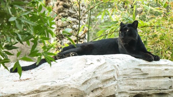 يتمتع النمر الأسود "جاكس" بجاذبية ونجومية تشادويك بوزمان بطل فيلم “Black Panther” أثناء تغلبه على المصاعب في صحاري "واكاندا" الخيالية. يتمتع النمر الأسود "جاكس" بجاذبية ونجومية تشادويك بوزمان بطل فيلم “Black Panther” أثناء تغلبه على المصاعب في صحاري "واكاندا" الخيالية.
