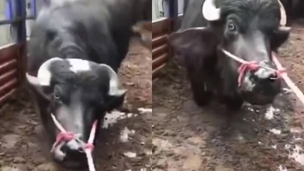 A separate clip shows the animal kneeling to thank Good Samaritans after they raised 24,950 yuan (£2,732) to save it from the butcher. (Video Screenshot)