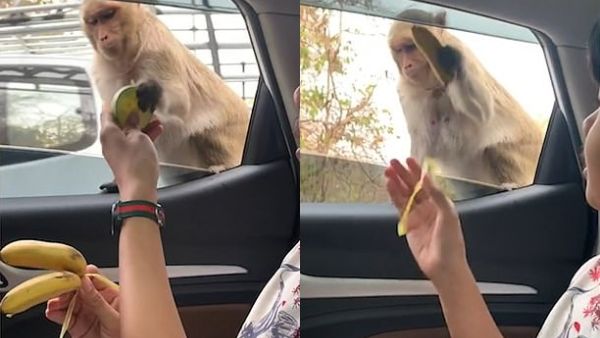 The uninvited animal appears furious at the offer of healthy snacks. (Viral Press/ Video Screenshot)