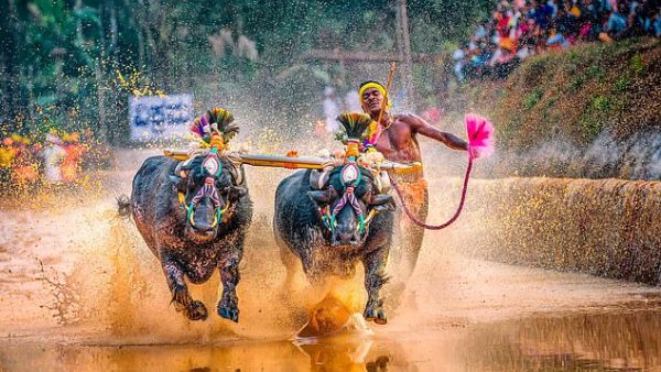 Mr Gowda told BBC Hindi that he had been competing in Kambala for seven years. Pictured: An earlier picture of Mr Gowda competing in Kambala last month. (AFP)