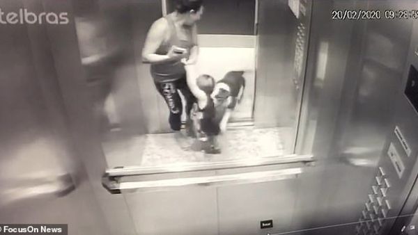 The bulldog is seen rushing towards the little boy as the nanny tries to pull him away. (FocusOnNews)