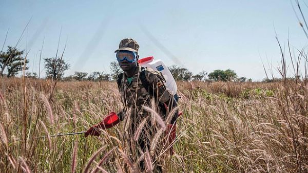 A soldier of the Uganda Peoples Defence Forces spray plants where the locust swarms will land with insecticides, with the hopes of killing the locusts, in Otuke. AFP