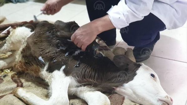 Newborn calf with six limbs  (Twitter)