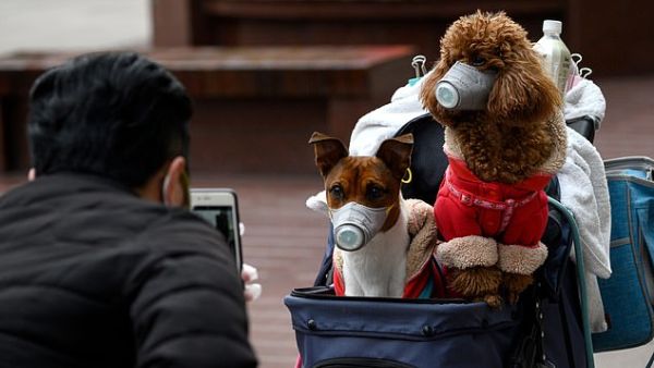 A man takes photos of dogs wearing masks in a stroller in Shanghai last week. While there is no evidence domestic animals such as dogs and cats can catch the virus or transmit it to humans, Hong Kong officials have ordered pets of infected people to be quarantined for 14 days. AFP