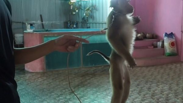 Footage shows the monkey standing on a stool and wearing a metal collar  (Dailymail)