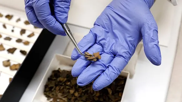 Real pieces of Dead Sea Scrolls like the one pictured had a number of discrepancies compared to the faked counterparts, including the materials on which they were inscribed (stock). (AFP/File)