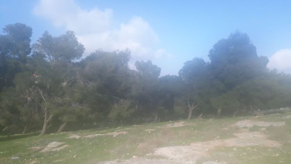 شجرة في غابة