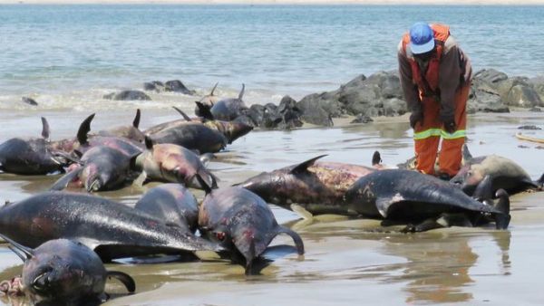 Namibia despatched scientists to research on deaths of 86 dolphins (Twitter)