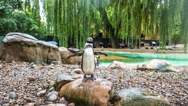 penguins posing to camera on a cloudy day in London city zoo. (Shutterstock/ File Photo)
