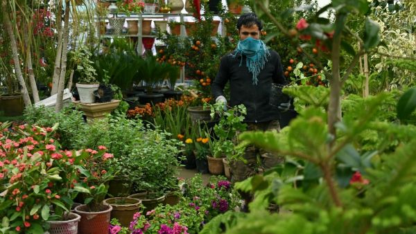 A worker using a scarf to cover his face as a precautionary measure against the COVID-19 novel coronavirus carries plants at nursery, in Kabul on April 5, 2020. WAKIL KOHSAR / AFP