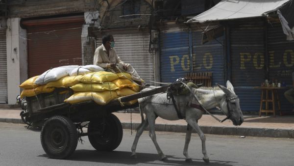 A labourer wearing a facemask rides on his loaded donkey cart on a street during a government-imposed nationwide lockdown as a preventive measure against the COVID-19 coronavirus, in Karachi on April 14, 2020. Asif HASSAN / AFP