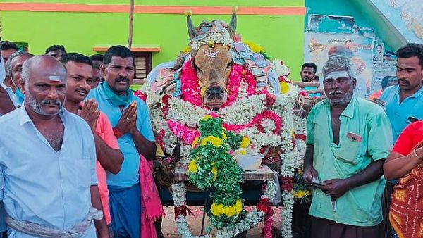 Villagers gather around the body of a racing bull during its funeral in Madurai. (AFP/File)