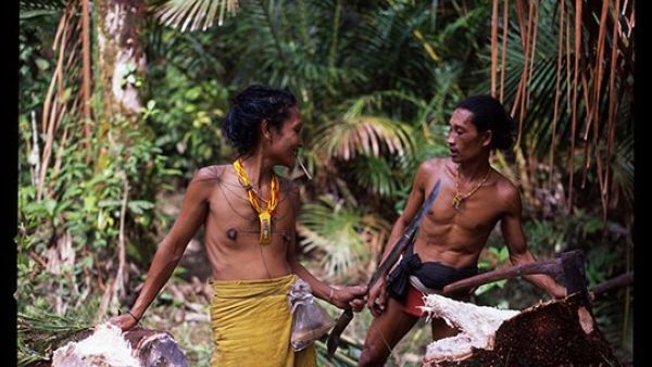 Audun Amundsen: Utopian Fruits of the Jungle (Twitter)