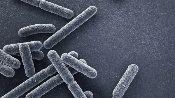 WCM-Q Researchers Help Reprogram Bacteria Cells to Deliver Anti-Cancer Drugs