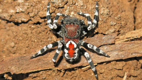 Velvet spiders are typically found in Eurasia and parts of Africa. (University of Turku)