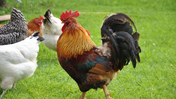 ديك بسعر حمار