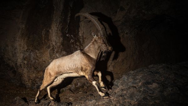 Wild bezoar goat in the nature habitat  (Shutterstock)	