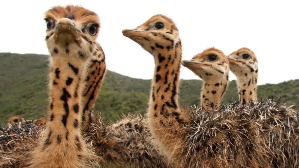Inquisitive baby ostrich chicks with spotted necks  (Shutterstock)	