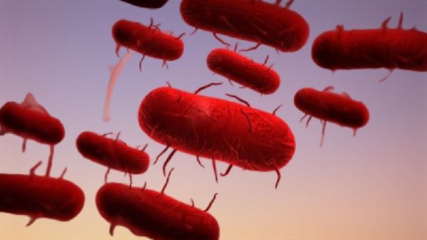 أودى بحياة 584 شخصاً بين عامي 2010 و2015