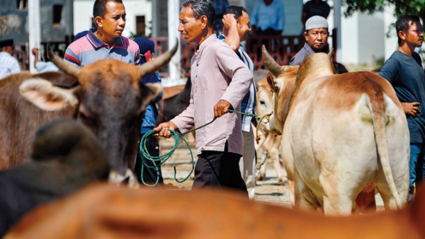 Under the Qurbani-saving program, each participating household is given a choice of animal, a cow or bull, with price ranging between $1,000 and $15,000, depending on its weight and breed. (AFP)