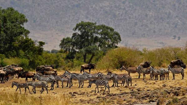 Zebra gather during the annual wildebeest migration in the Masai Mara game reserve on September 12, 2016. (Carl de Souza/AFP/Getty Images)
