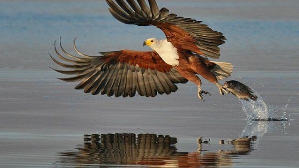 Fish eagle (Twitter)