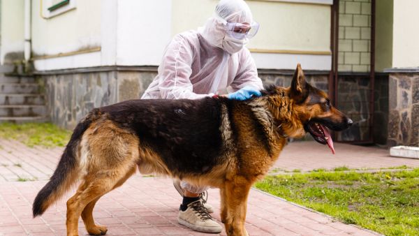Trained army sniffer dogs to distinguish between samples of fluids from patients infected with SARS-CoV-2 and healthy donors. (Shutterstock/ File Photo)
