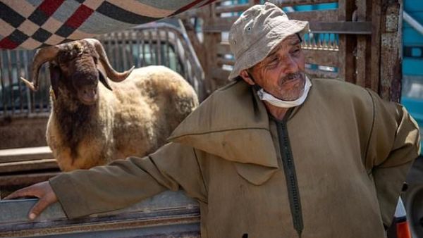 Moroccan farmers sell their livestock ahead of the Muslim festival of sacrifice Eid al-Adha at markets around the kingdom (AFP)